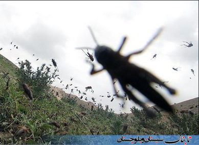 بحران حمله ملخ‌ها به تالاب هامون+ عکس