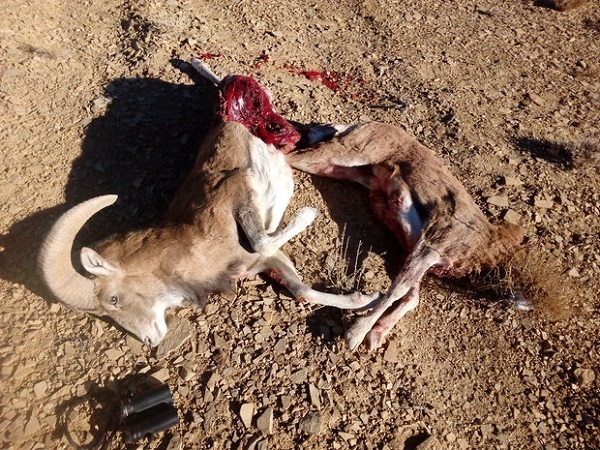 دستگیری عاملان شکار ۲ رأس قوچ وحشی در منطقه حفاظت شده کرایی