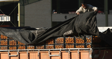 16 تن پرتقال قاچاق ترکیه ای در میدان میوه و تره بار مادر / پرونده تخلفاتی تشکیل شد