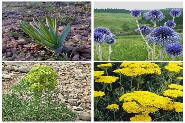 شناسایی ۲۵۰ گونه گیاه دارویی در استان قزوین