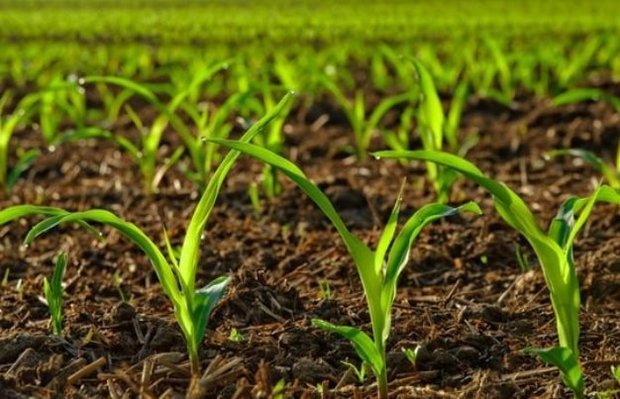 تولید پایدار با حفظ اراضی کشاورزی امکان پذیر است