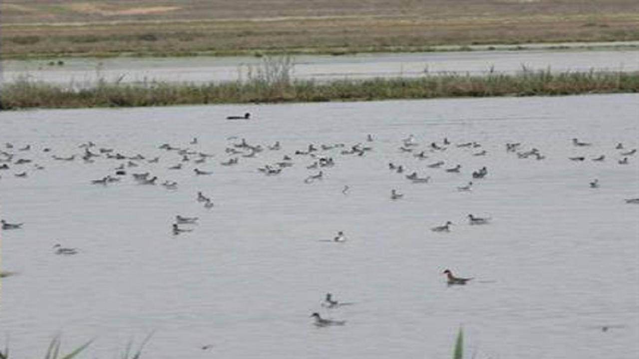 افزایش پرندگان مهاجر پس از احیای تالاب یعقوب آباد در استان قزوین