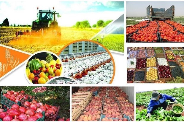 تولید ۳۷۱۳ تن محصول گواهی شده در زنجان