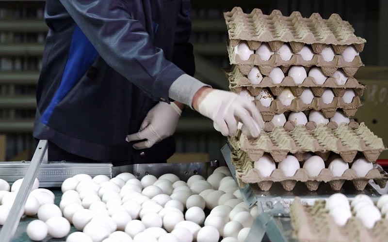 پشت پرده گرانی عجیب قیمت تخم مرغ در بازار