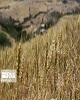 خوزستان در کشت قراردادی گندم در کشور پیشتاز است