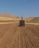 ۴۴۰ هزار هکتار زمین کشاورزی پاییز امسال به زیر کشت گندم می‌رود