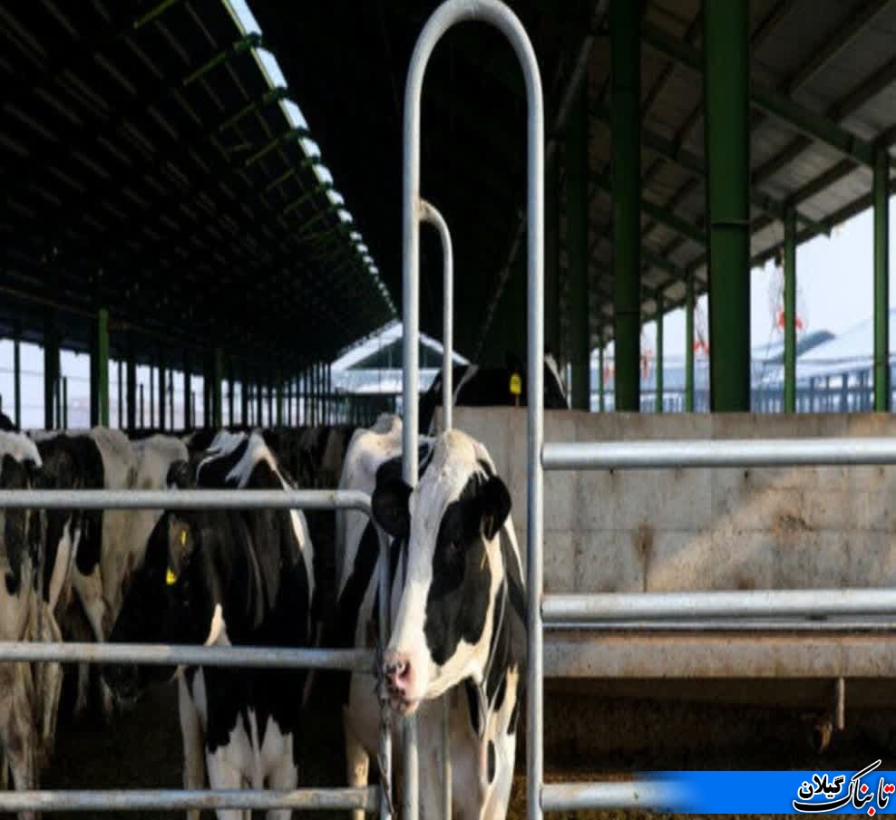 رتبه چهارم گیلان در تولید شیر/ تولید روزانه ۱۲۰ تنی